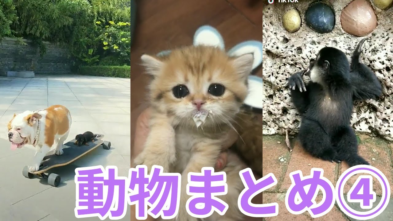 Tiktok 可愛い動物ばかりを集めました 4 Tiktokマガジン Tiktok 可愛い動物ばかりを集めました 4 Tiktokマガジン