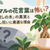 ガジュマルの花言葉は怖い？「締め殺しの木」の真実と引越し祝いに最適な理由