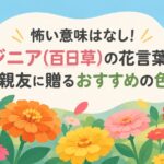 怖い意味はなし！ジニア(百日草)の花言葉と親友に贈るおすすめの色