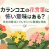 カランコエの花言葉に怖い意味はある？色別の意味とプレゼントに最適な理由