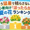 もう猛暑で枯らさない！初心者向け「ほったらかし」夏の花ランキング
