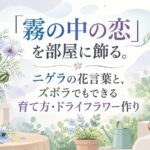 「霧の中の恋」を部屋に飾る。ニゲラの花言葉と、ズボラでもできる育て方・ドライフラワー作り