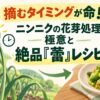 摘むタイミングが命！ニンニクの花芽処理の極意と絶品「蕾」レシピ