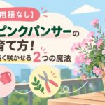 【専門用語なし】シレネ・ピンクパンサーの育て方！ベランダで長く咲かせる2つの魔法