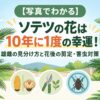 【写真でわかる】ソテツの花は10年に1度の幸運！雄雌の見分け方と花後の剪定・害虫対策
