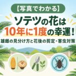 【写真でわかる】ソテツの花は10年に1度の幸運！雄雌の見分け方と花後の剪定・害虫対策