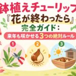 鉢植えチューリップ「花が終わったら」完全ガイド：来年も咲かせる3つの絶対ルール